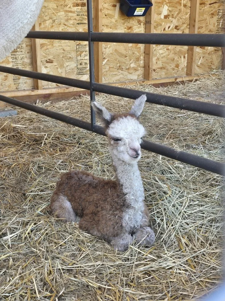 A brown-and-white baby alpaca resting in straw inside the barn