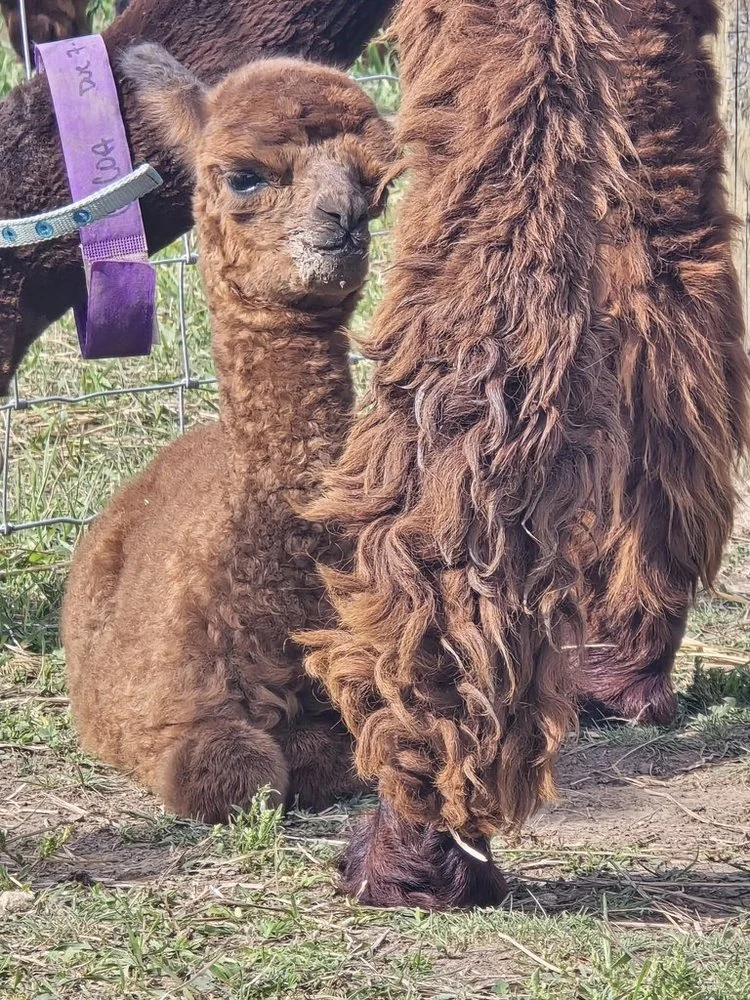 A brown baby alpaca nestled beside an adult alpaca