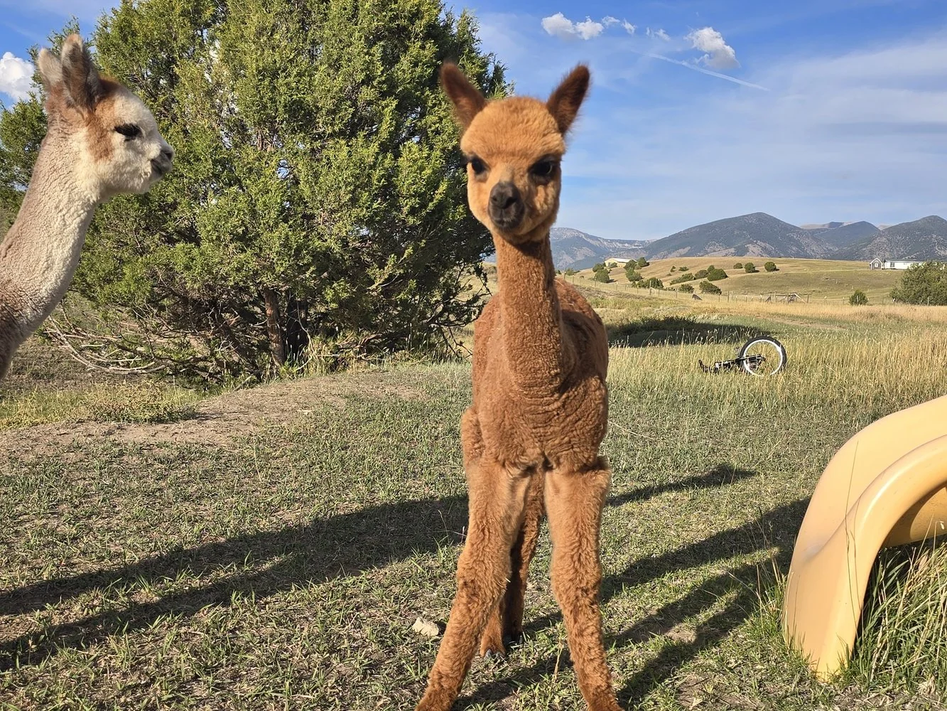 A fawn young alpaca looking toward the camera in the pasture