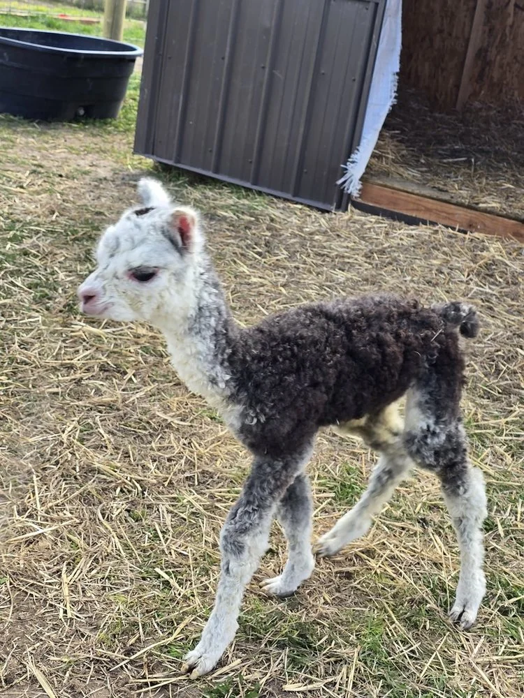 A gray-and-white cria standing outside the barn