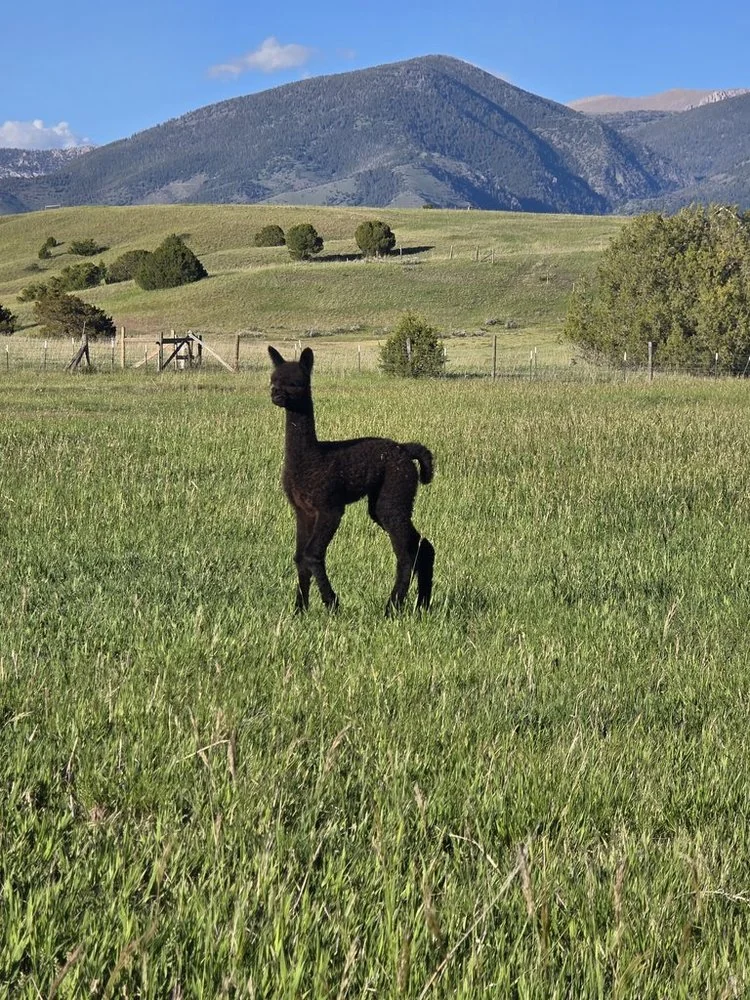 A black cria standing in green pasture with Montana mountains behind it