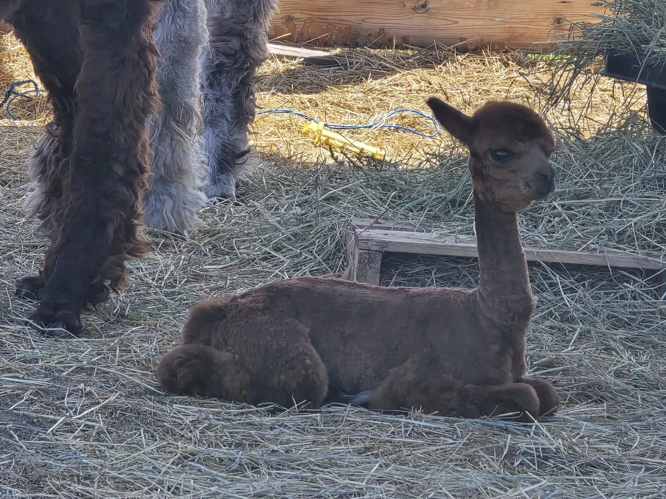 A dark brown newborn cria resting on a bed of hay