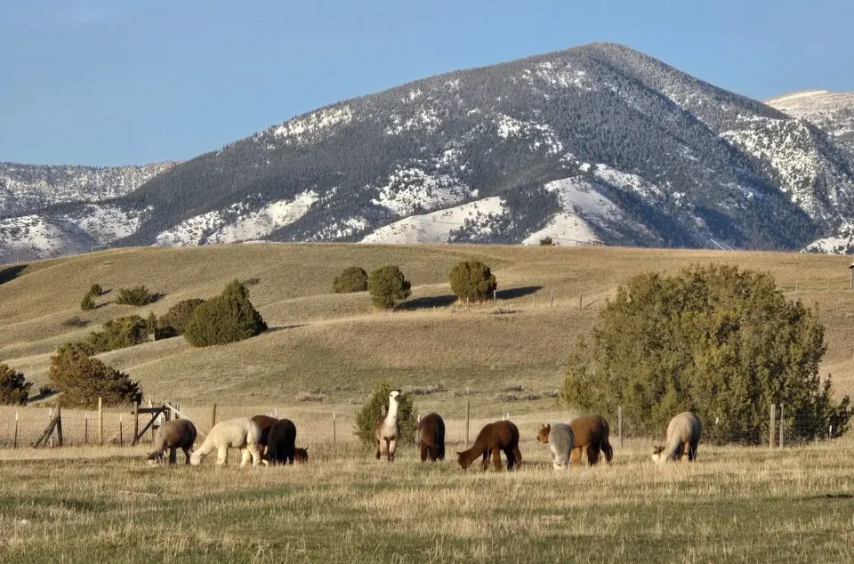 The One Shot Alpacas herd on pasture beneath Montana mountains