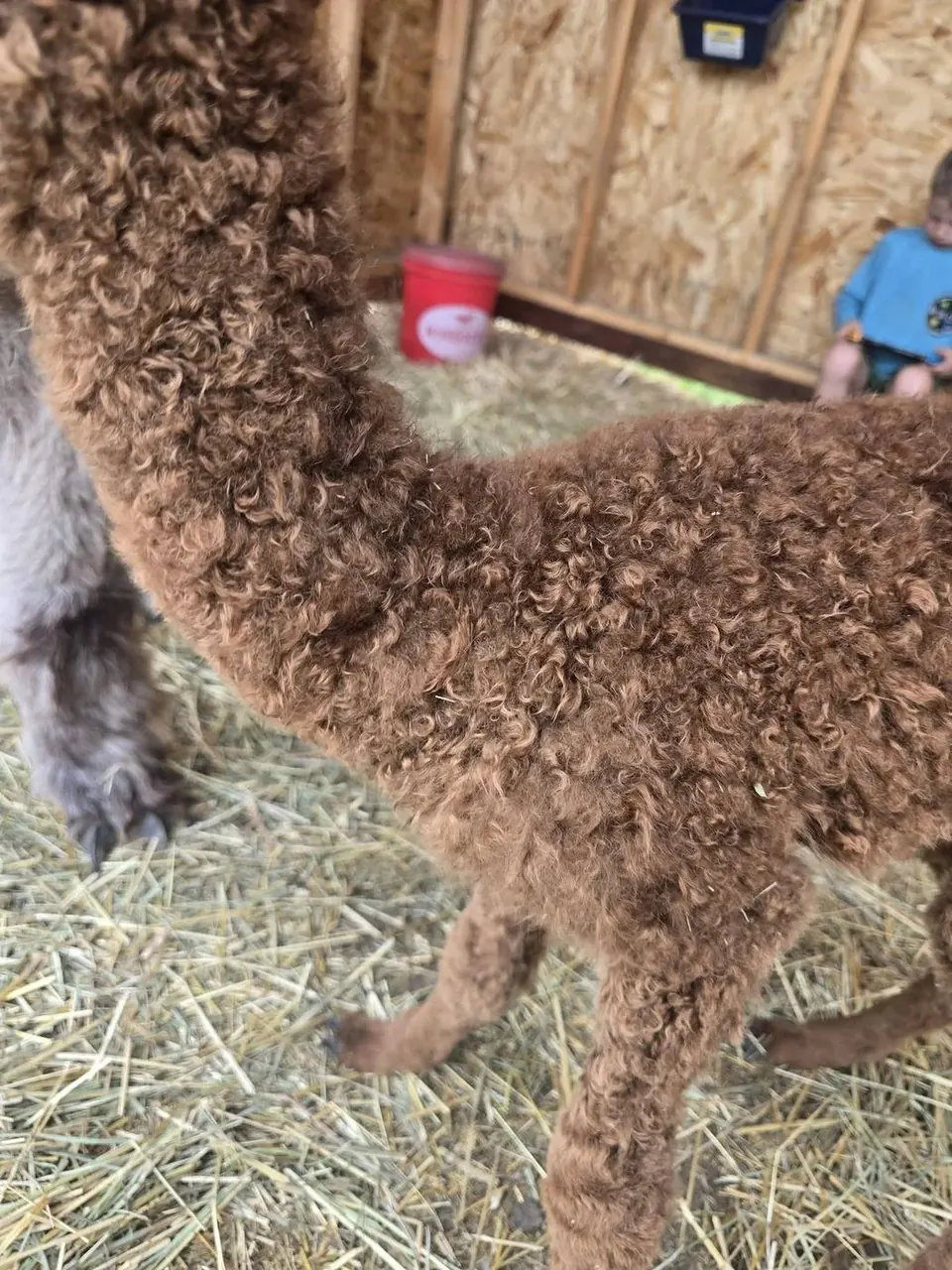 Close-up of the natural texture and crimp of alpaca fleece