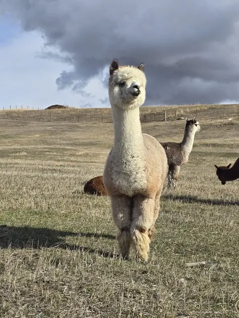 A cream alpaca on the farm beneath Montana clouds