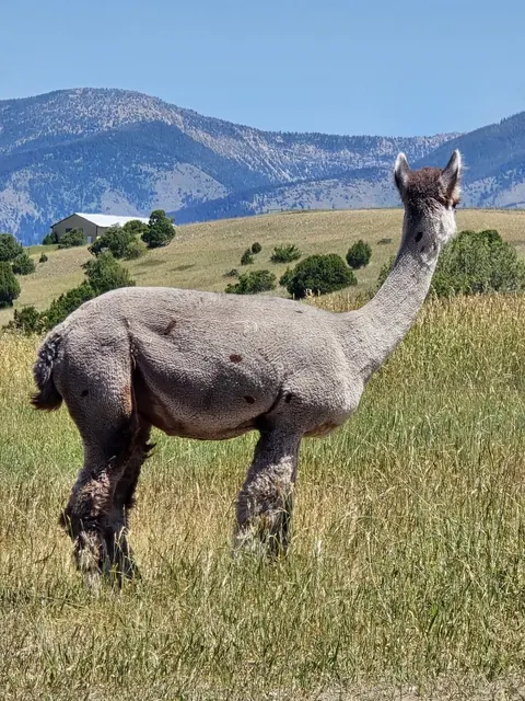 A gray alpaca on pasture beneath Montana mountains