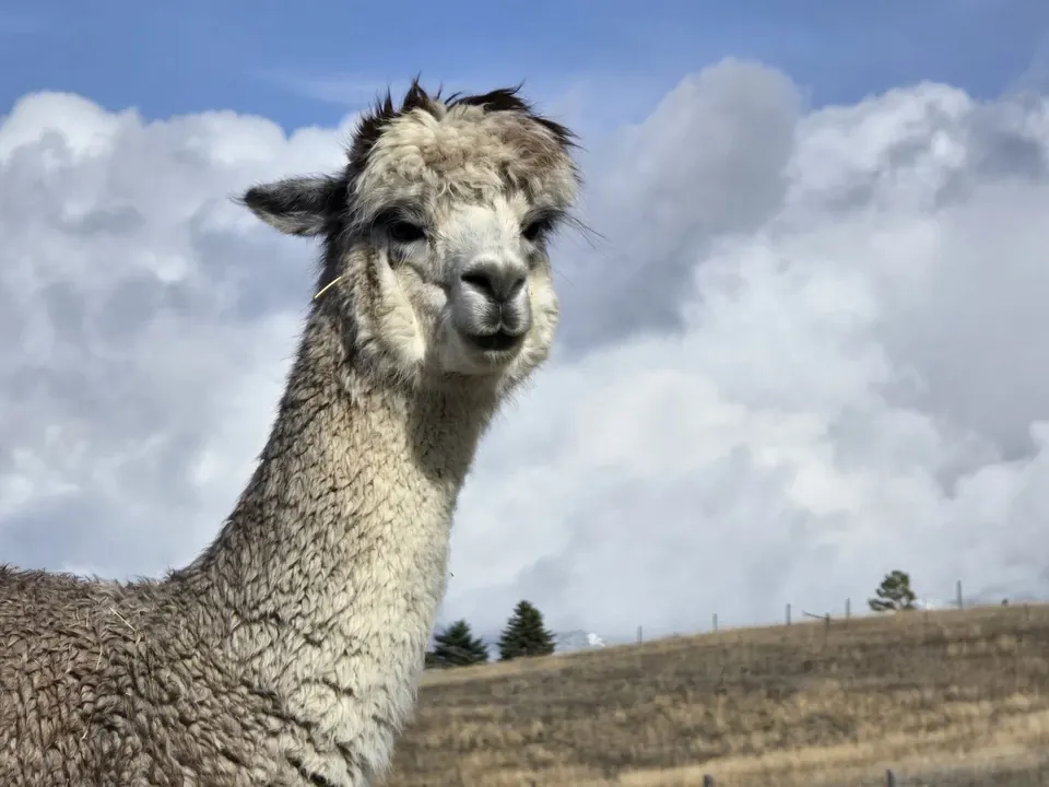 A silver-gray alpaca beneath the Montana sky